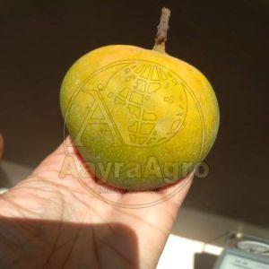Fresh Mango