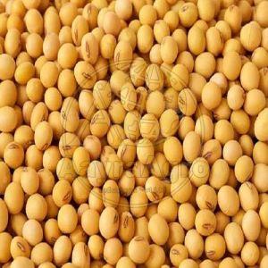 Soya Bean Dal