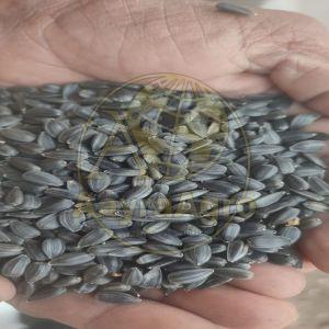 Sunflower Seeds
