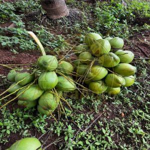 Tender Coconut