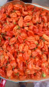 Ghost Pepper Dry Red Chilli