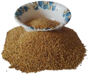 Foxtail Millet