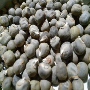 Hybrid Lady Finger Seeds