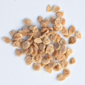 Hybrid Tomato Seeds