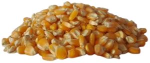 Yellow Corn Seeds