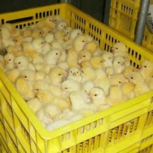 Broiler Chicks