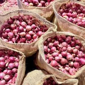 Fresh Red Onion