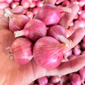 Fresh Red Onion