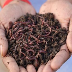 Eisenia Fetida Earthworms