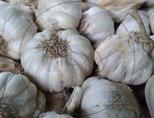 Fresh White Garlic