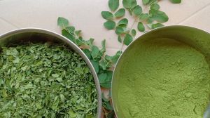 moringa leaf powder