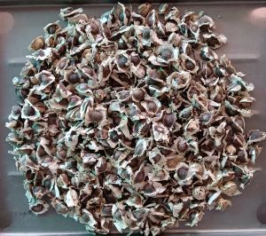 Moringa Oleifera Seeds
