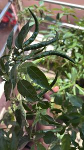 Green Chilli