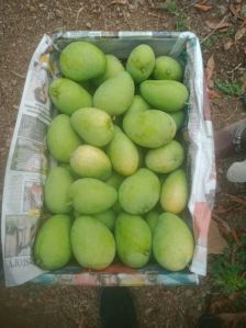 Fresh Totapuri Mango