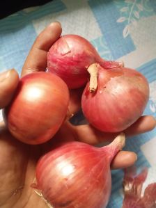Onions