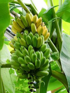 Natural Banana Powder
