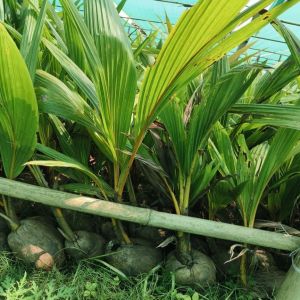 A Grade Organic Coconut Plant