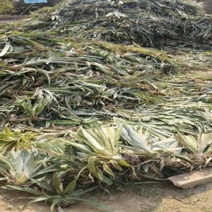 A Grade Queen Pineapple Plant