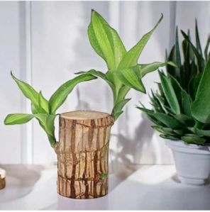 Brazilian Lucky Wood Plant