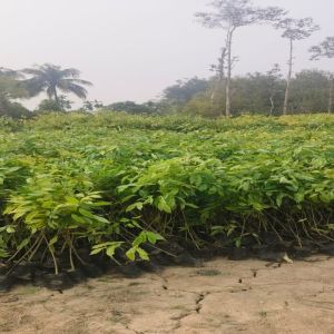 Full Sun Exposure Agarwood Plant