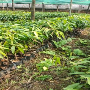 Full Sun Exposure Green Ashoka Plant