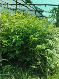 Full Sun Exposure Green Bogipoma Plant