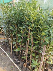 Full Sun Exposure Macadamia Grafted Plant