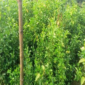 Full Sun Exposure Orange Plant