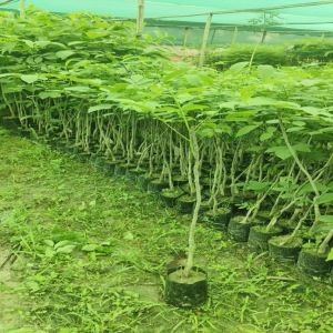 Grafted Walnut Plant