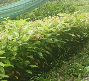 Green Cinnamon Plant