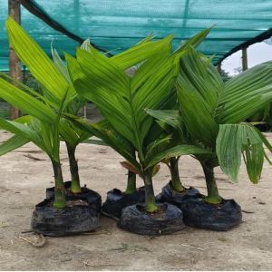 Green Full Sun Exposure Areca Nut Nursery Plant