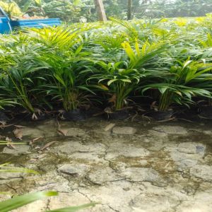 Natural Full Sun Exposure Hybrid Arecanut Plant