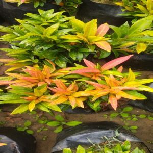 Syzygium Myrtifolium Garden Plant