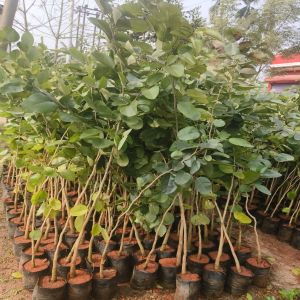 Well Drained Green Red Sandalwood Plant