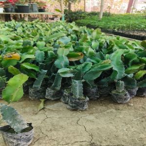 Well Watered Dragon Fruit Plant