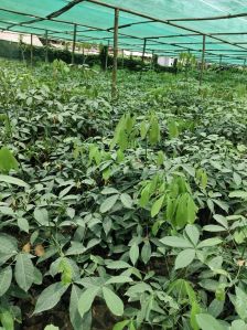 Well Watered Green Rubber Plant