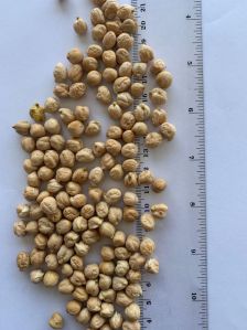 Australian Kabuli Chickpeas