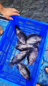 Live Tilapia Fish