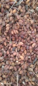 Neem Seeds