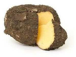 A Grade Fresh Elephant Yam