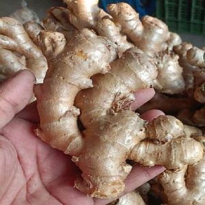a Grade Fresh Ginger