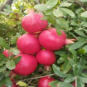 A Grade Fresh Pomegranate