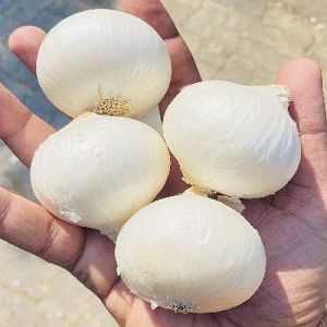 a grade fresh white onion