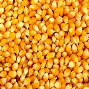 A Grade Yellow Maize Seeds