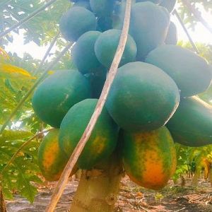 a Grade Fresh Papaya