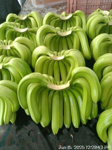 A Grade Fresh Raw Green Banana
