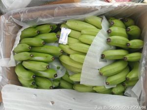 A Grade Fresh Raw Green Banana