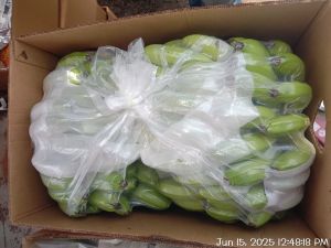 A Grade Fresh Raw Green Banana