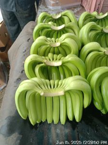 A Grade Fresh Raw Green Banana