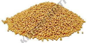Organic Yellow Mustard Seeds